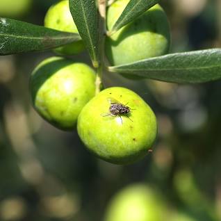 Olive Fly Control Class